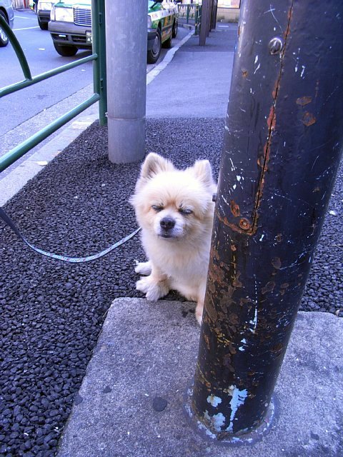 dog.jpg 113KB