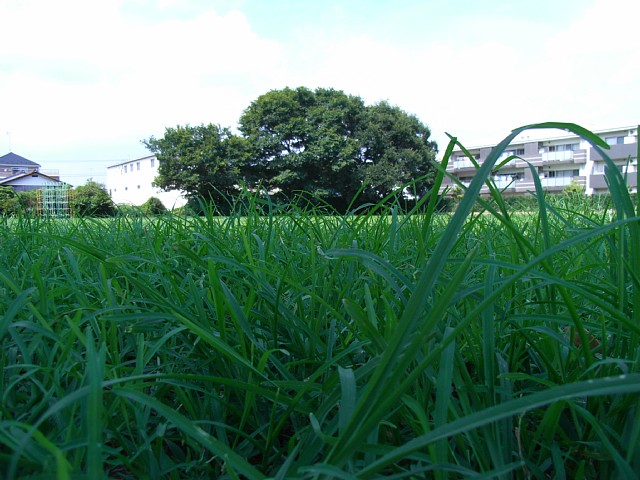 park_01.jpg 155KB