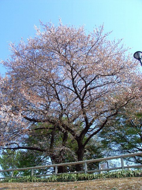 四葉公園の桜