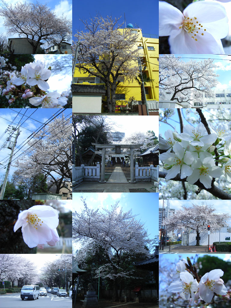 sakuras.jpg 276KB