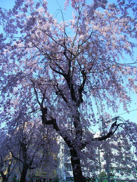 shidarezakura_02.jpg 220KB