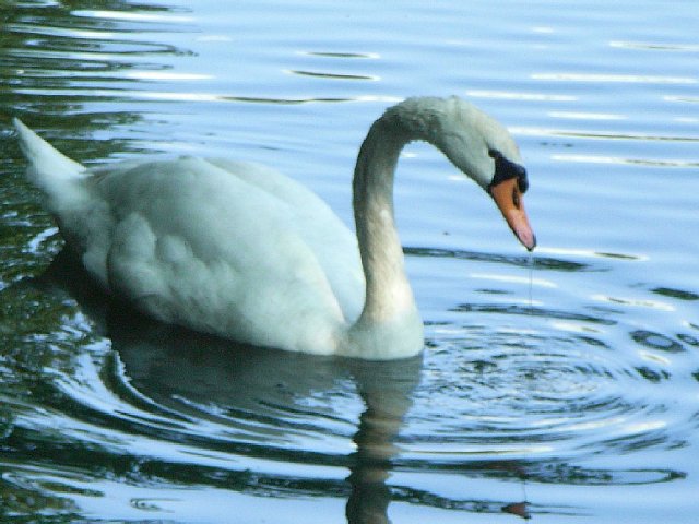 swan.jpg 65KB
