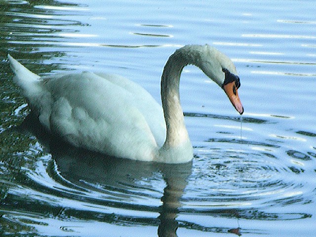swan_debllur.jpg 119KB