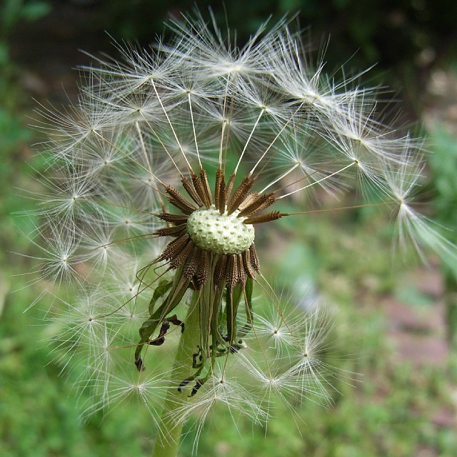 tanpopo.jpg 149KB
