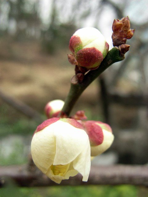 ume_000.jpg 48KB