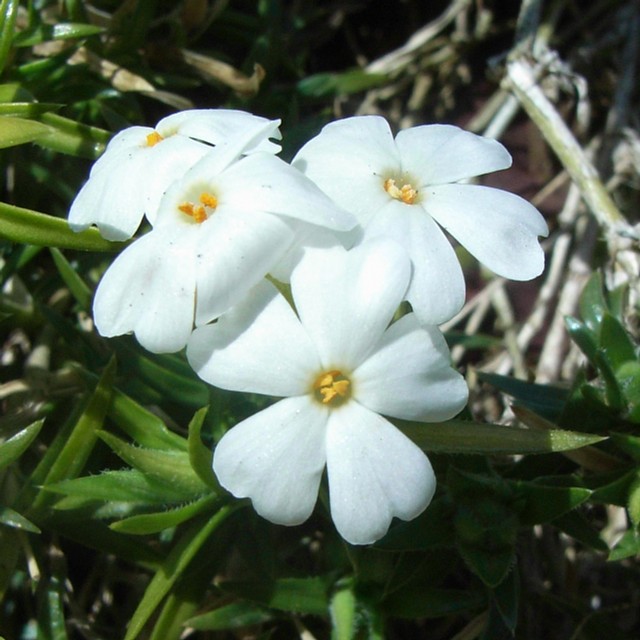 white_flower.jpg 94KB