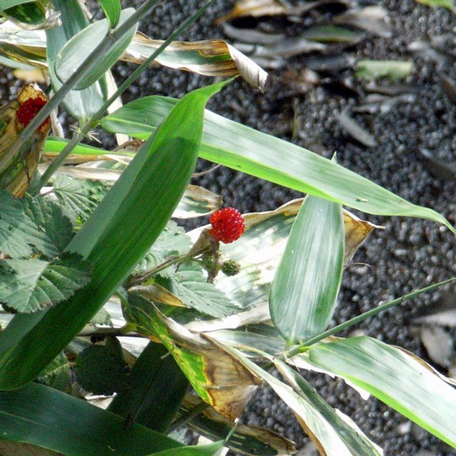 wildberry_02.jpg 122KB