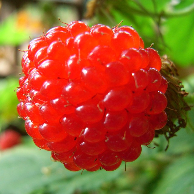 wildberry_03.jpg 91KB