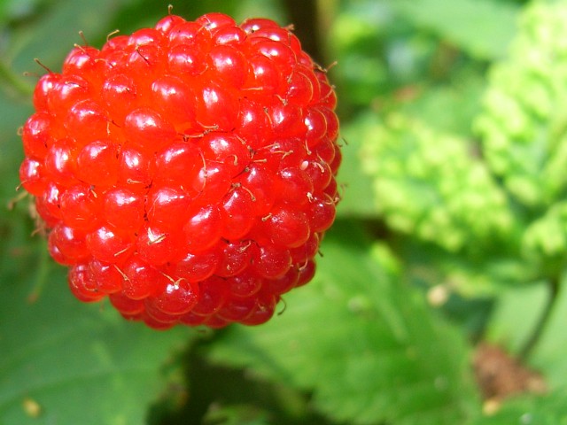 wildberry_04.jpg 78KB