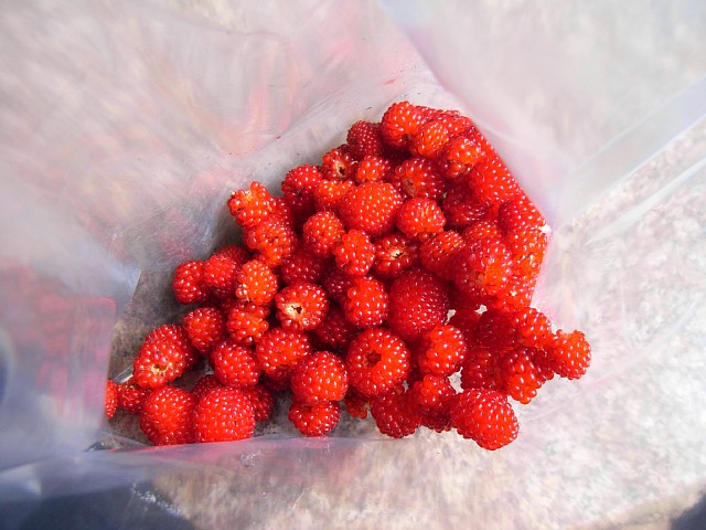 wildberry_06.jpg 88KB
