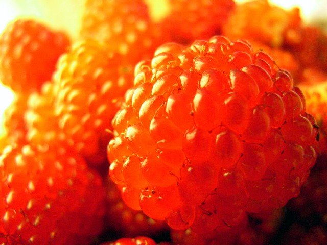 wildberry_07.jpg 66KB
