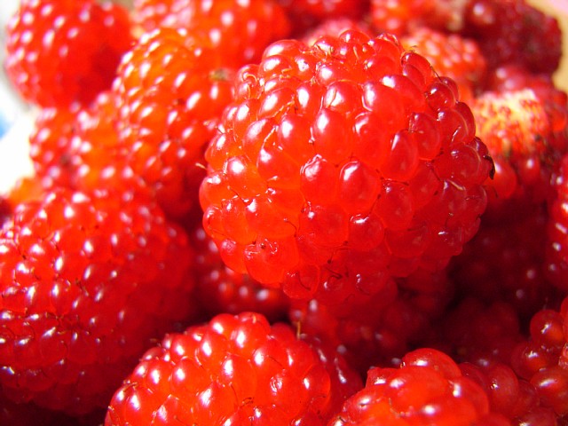 wildberry_08.jpg 89KB