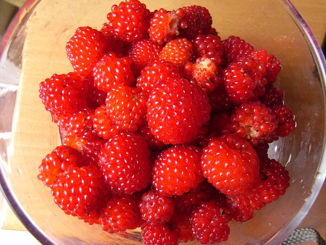 wildberry_09.jpg 122KB