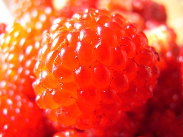 wildberry_10.jpg 67KB