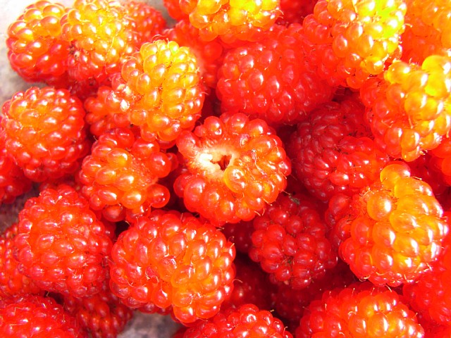 wildberry_14.jpg 126KB