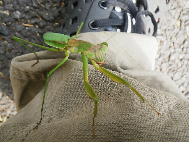 カマキリ