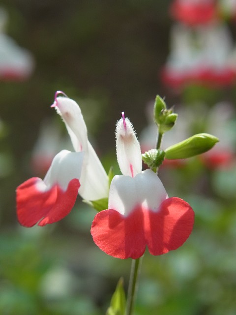 赤くて白い花