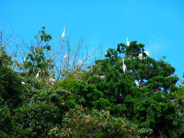  白鷺のコロニー 