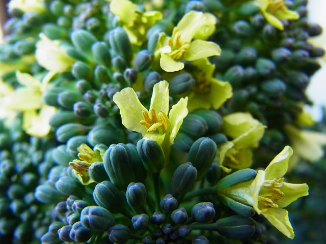 broccoli.jpg 128KB