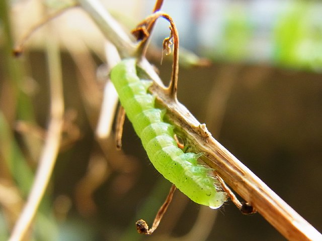 greenworm.jpg 109KB