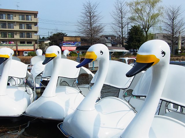 swanboat.jpg 116KB