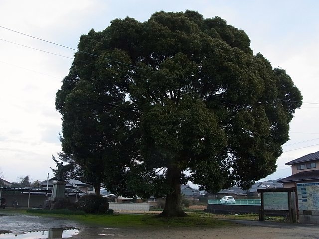 huge_tree_01.jpg 86KB