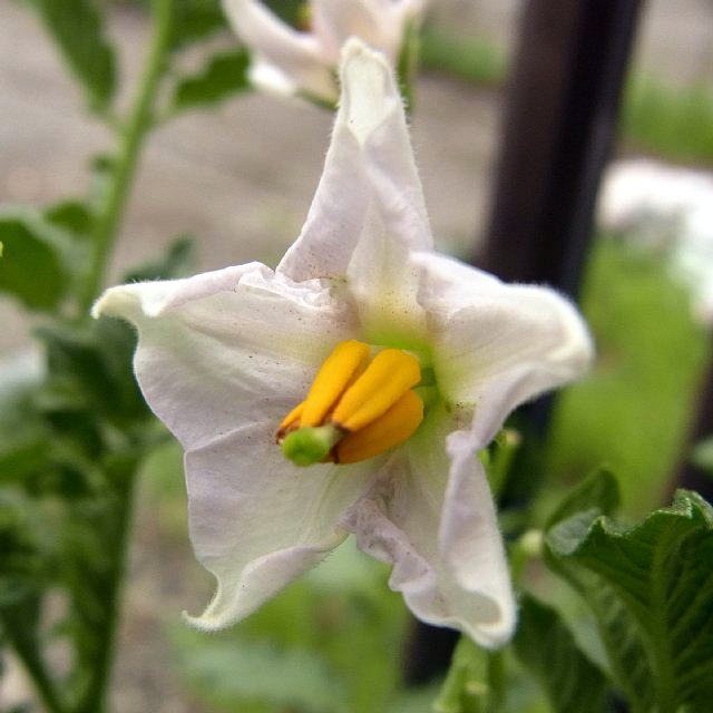  ジャガイモの花 