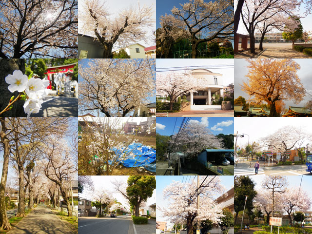  2014 年、近所の桜 