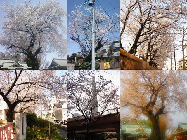  2014 年、近所の桜 