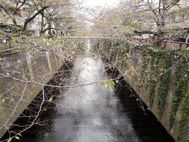 桜橋から上流方向