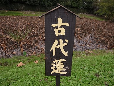 kodai.jpg 48KB