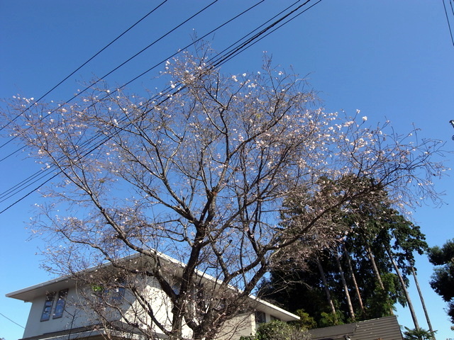 sakura.jpg 185KB