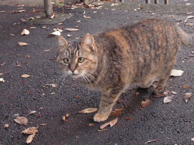 hunabashi_04.JPG 227KB