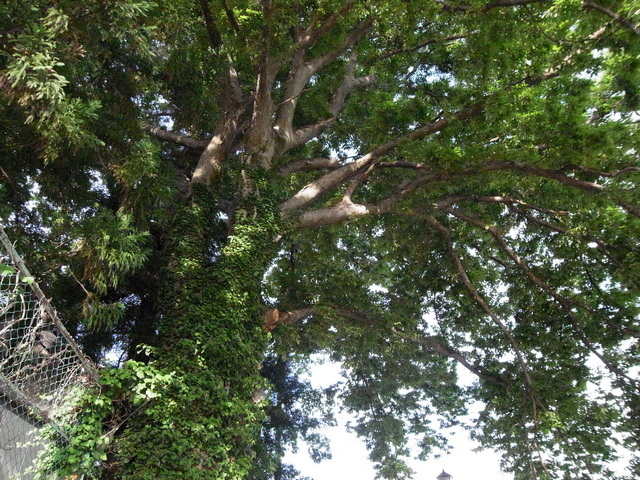 0819_44_SugawaraJinja_keyaki.JPG 237KB