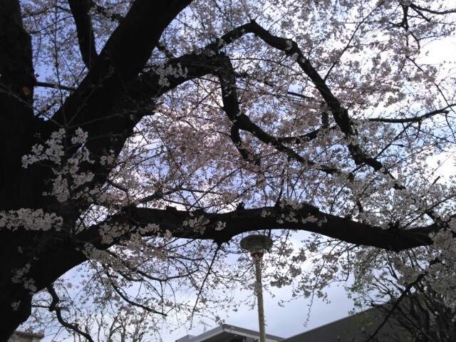 桜 2020-03-23 板橋区 石神井川沿い