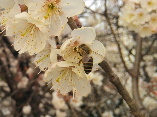 早咲きの桜（たぶん）