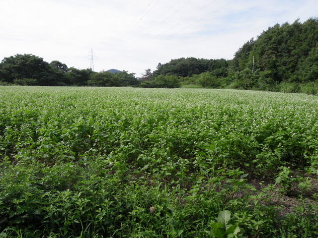 touhoku_shizen_hodou_17.jpg 211KB