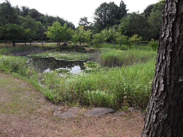 touhoku_shizen_hodou_19.jpg 192KB