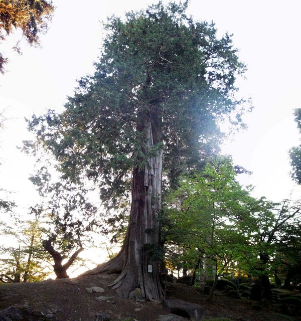 米沢城　境内の巨木