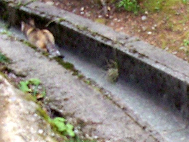 maruoka_castle_16.jpg 64KB