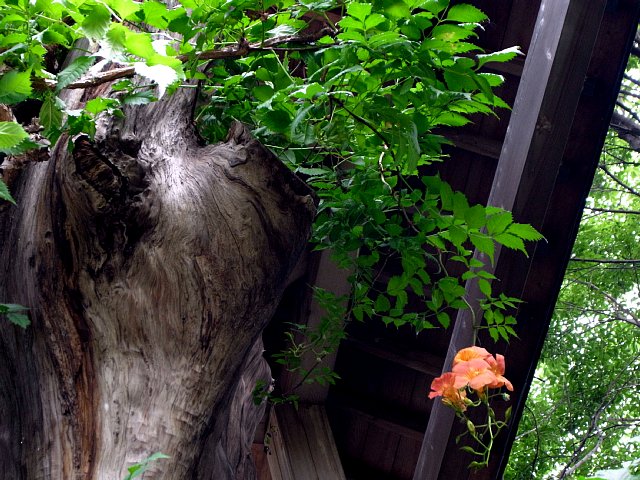 oosugisama_170813_27_3.jpg 106KB