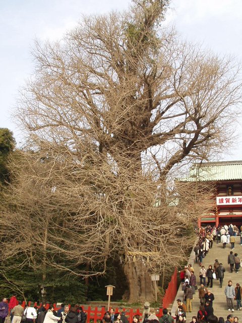 鶴岡八幡宮の大銀杏（鎌倉市・2003）