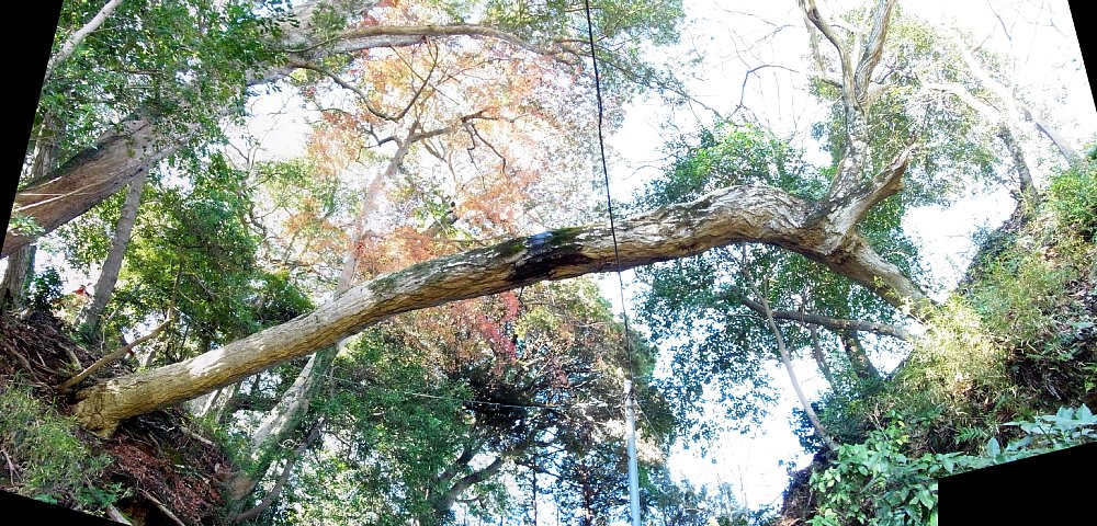  韮山城の堀切をまたいで根付いてる樹 