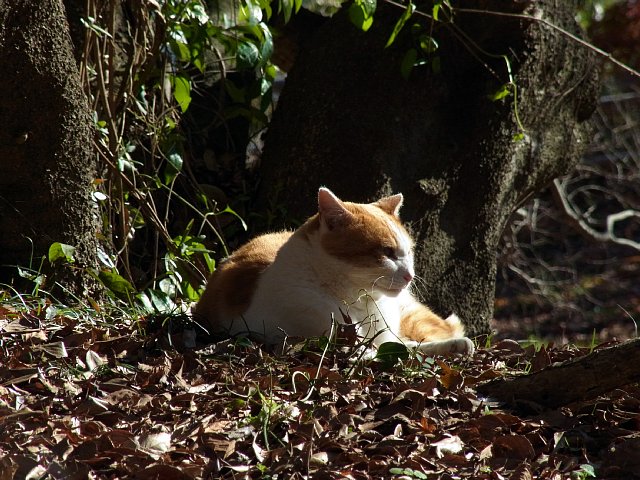  韮山城址の猫 