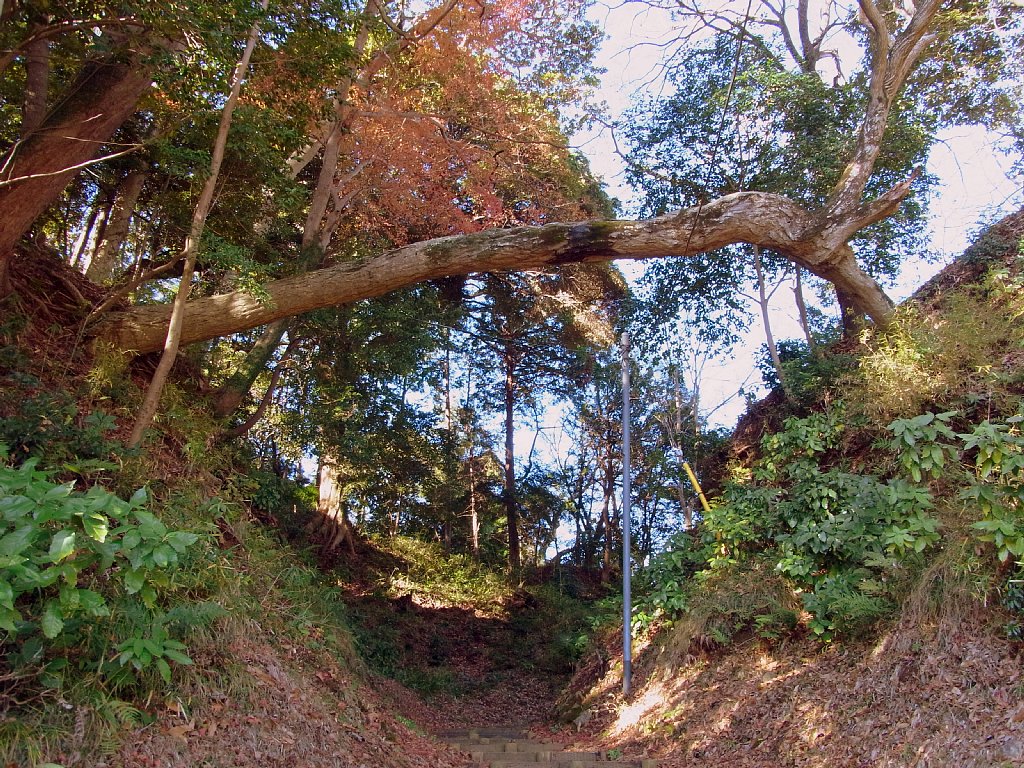  韮山城の堀切をまたいで根付いてる樹 