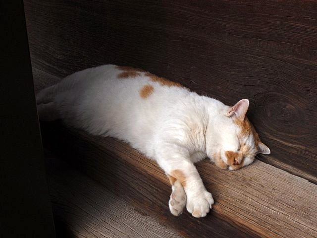 gokokuji_10.jpg 51KB