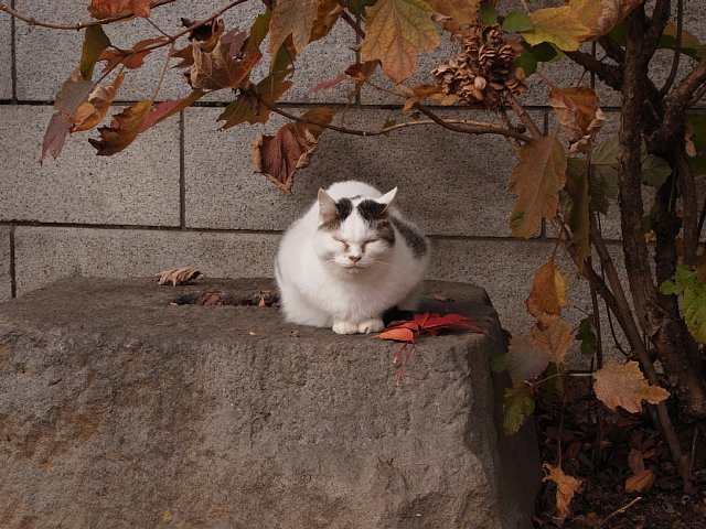 gokokuji_16.jpg 112KB