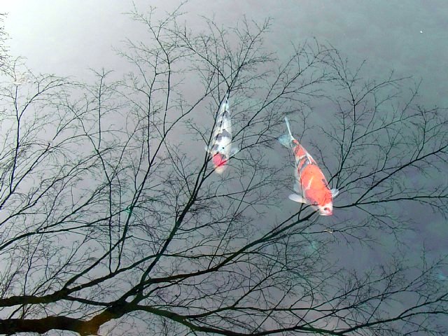 靖国神社（東京都千代田区）　鯉