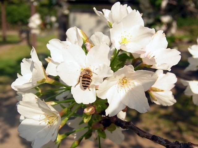  浜離宮　桜とハチ 