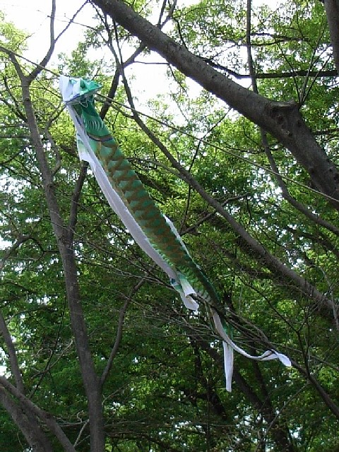 20151011_Koinobori_2.jpg 161KB
